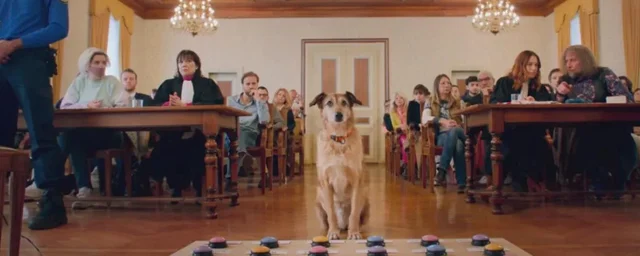 Kodi the Loiret dog wins the prestigious Palm Dog at the 2024 Cannes Film Festival