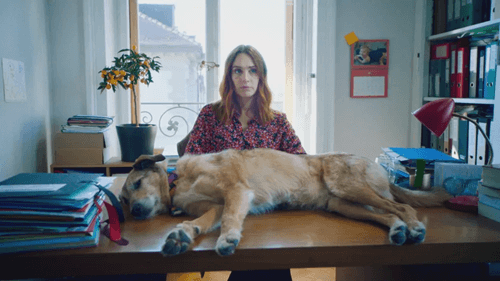 Kodi the Dog Wins Palm Dog 2024 for 'The Dog's Trial' Role